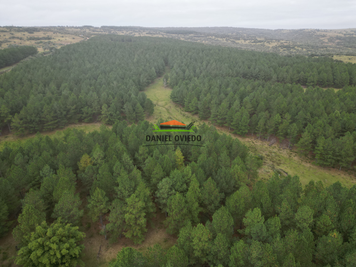 Campo Ref.248/2.362-hás-con-montes-de-Pinos-en-venta-en-Cerro-Largo. - 2.362 hás con montes de Pinos en venta en Cerro Largo.