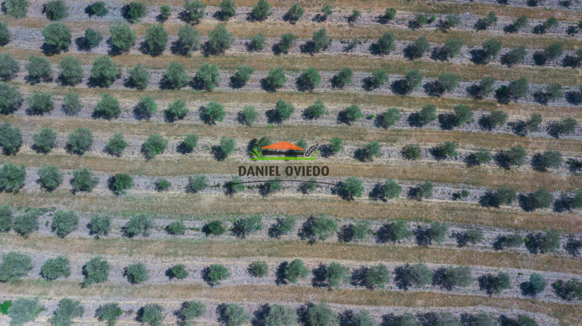 Campo Ref.369/Campo-con-Olivos-de-153-has-en-venta-en-Maldonado. - Campo con Olivos de 153 has en venta en Maldonado.