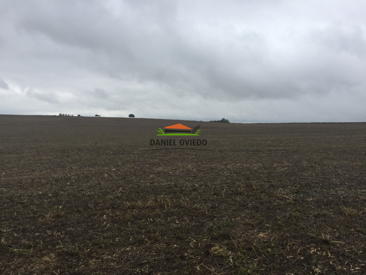Campo Ref.417/Oportunidad-de-inversi - Oportunidad de inversión, campo agrícola-ganadero en venta en Soriano.
