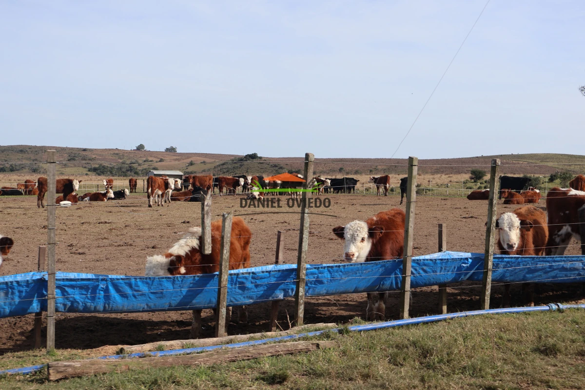 Campo Ref.210/Estancia-ganadera-completa-en-venta-de-2.956-has-en-Cerro-Largo. - Estancia ganadera completa en venta de 2.956 has en Cerro Largo.