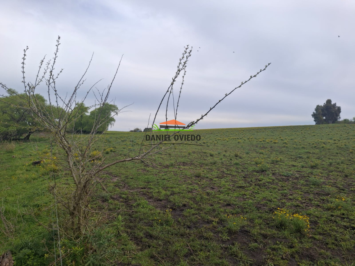 Campo Ref.273/Muy-buen-campo-en-venta-en-Las-Flores-con-renta-asegurada. - Muy buen campo en venta en Las Flores con renta asegurada.