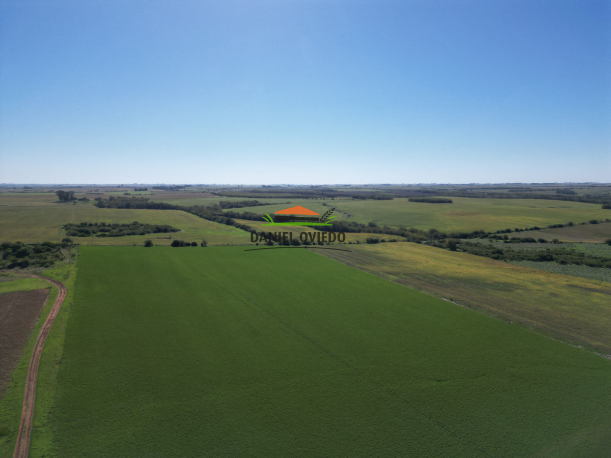 Campo Ref.381/Campo-agr - Campo agrícola en venta en zona de Víboras, Colonia.