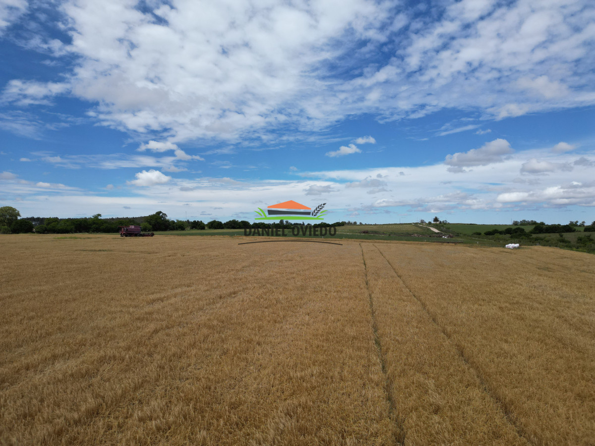 Campo Ref.144 - Campo agrícola - ganadero de 36 hás en venta, Ecilda Paullier