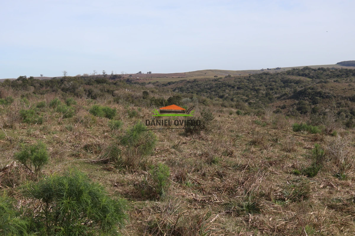 Campo Ref.210/Estancia-ganadera-completa-en-venta-de-2.956-has-en-Cerro-Largo. - Estancia ganadera completa en venta de 2.956 has en Cerro Largo.