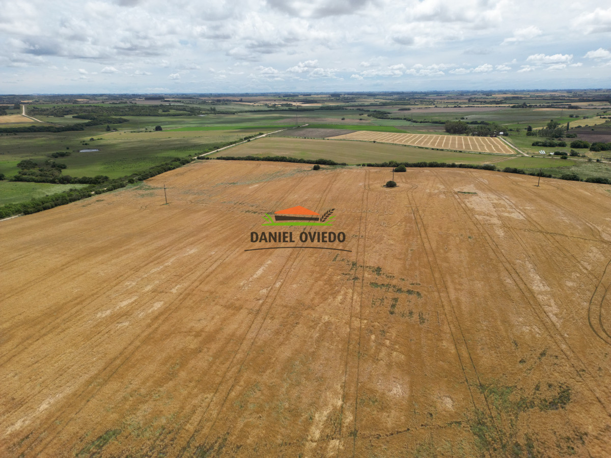 Campo Ref.144 - Campo agrícola - ganadero de 36 hás en venta, Ecilda Paullier