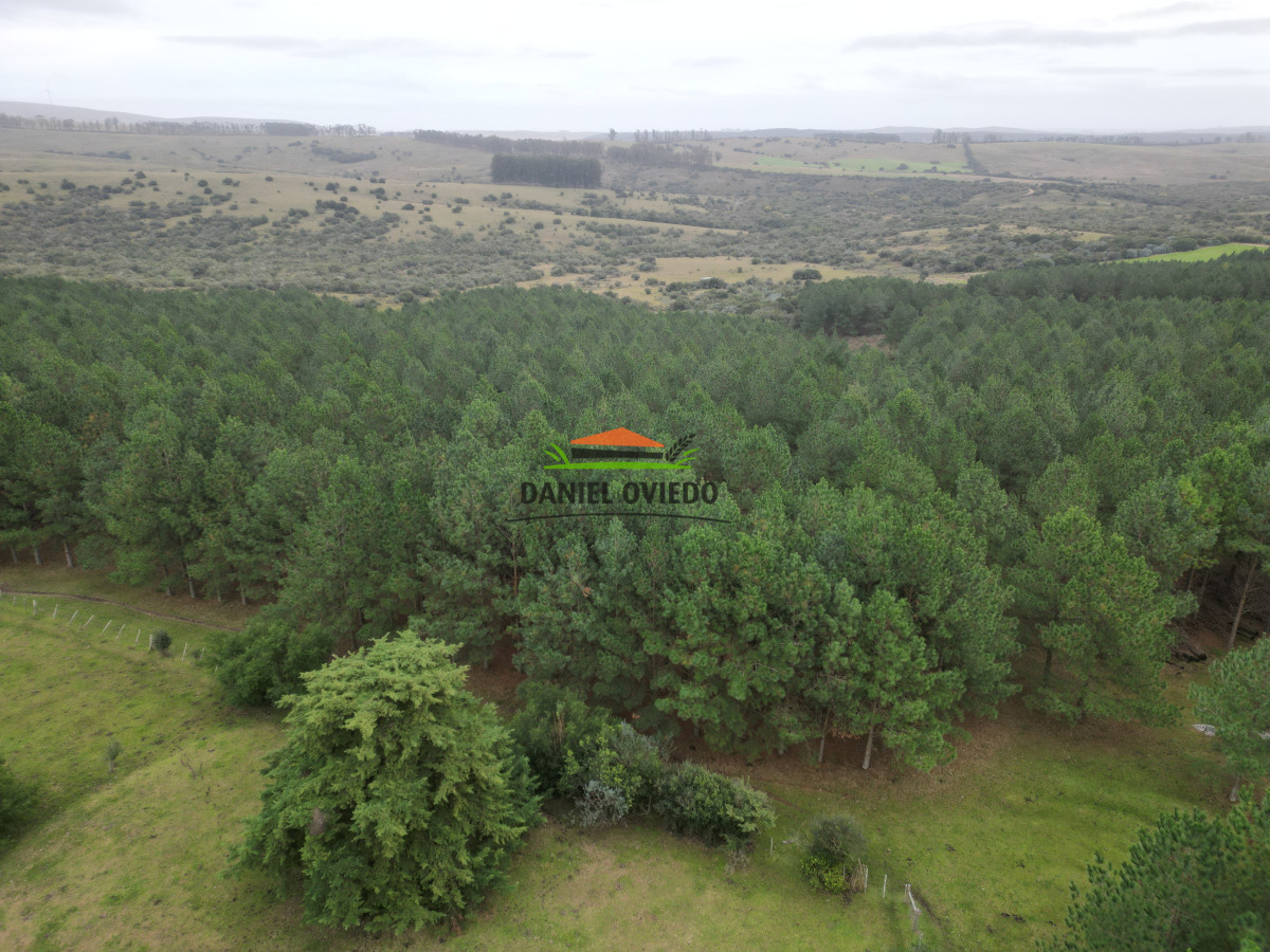 Campo Ref.248/2.362-hás-con-montes-de-Pinos-en-venta-en-Cerro-Largo. - 2.362 hás con montes de Pinos en venta en Cerro Largo.