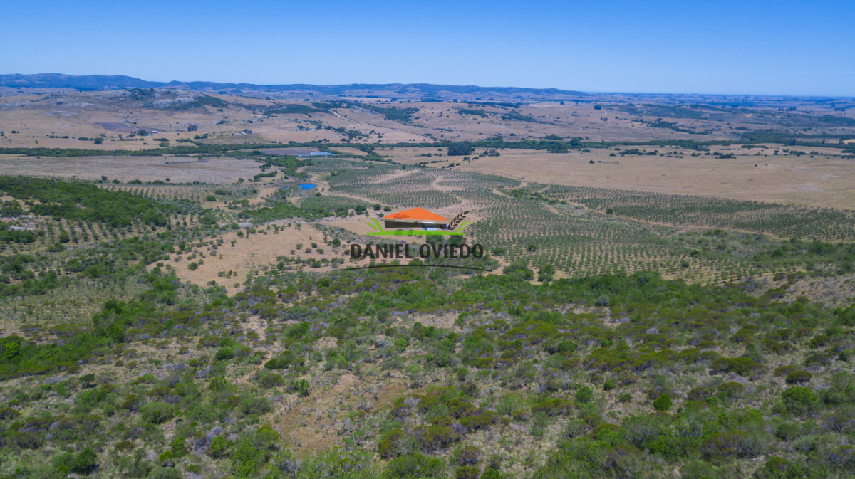 Campo Ref.327/Campo-con-Olivos-de-320-has-en-venta-en-Maldonado. - Campo con Olivos de 320 has en venta en Maldonado.