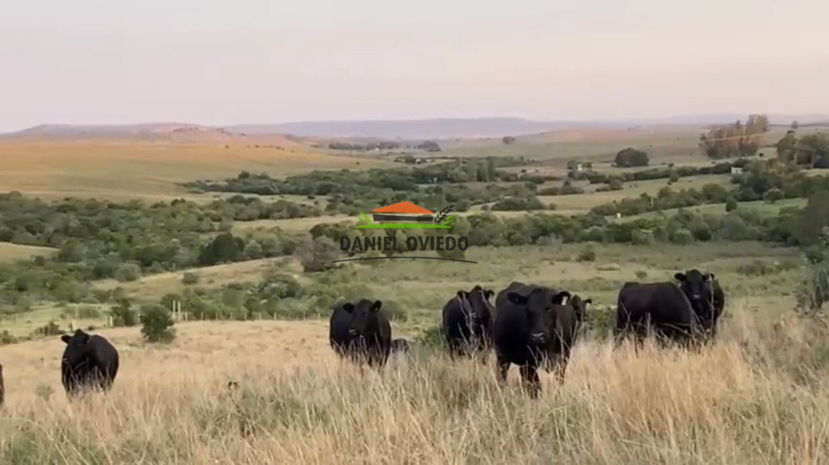 Campo Ref.354/Establecimiento-completo-campo-criador,-ganadero-en-venta-de-302-has. - Establecimiento completo campo criador, ganadero en venta de 302 has.