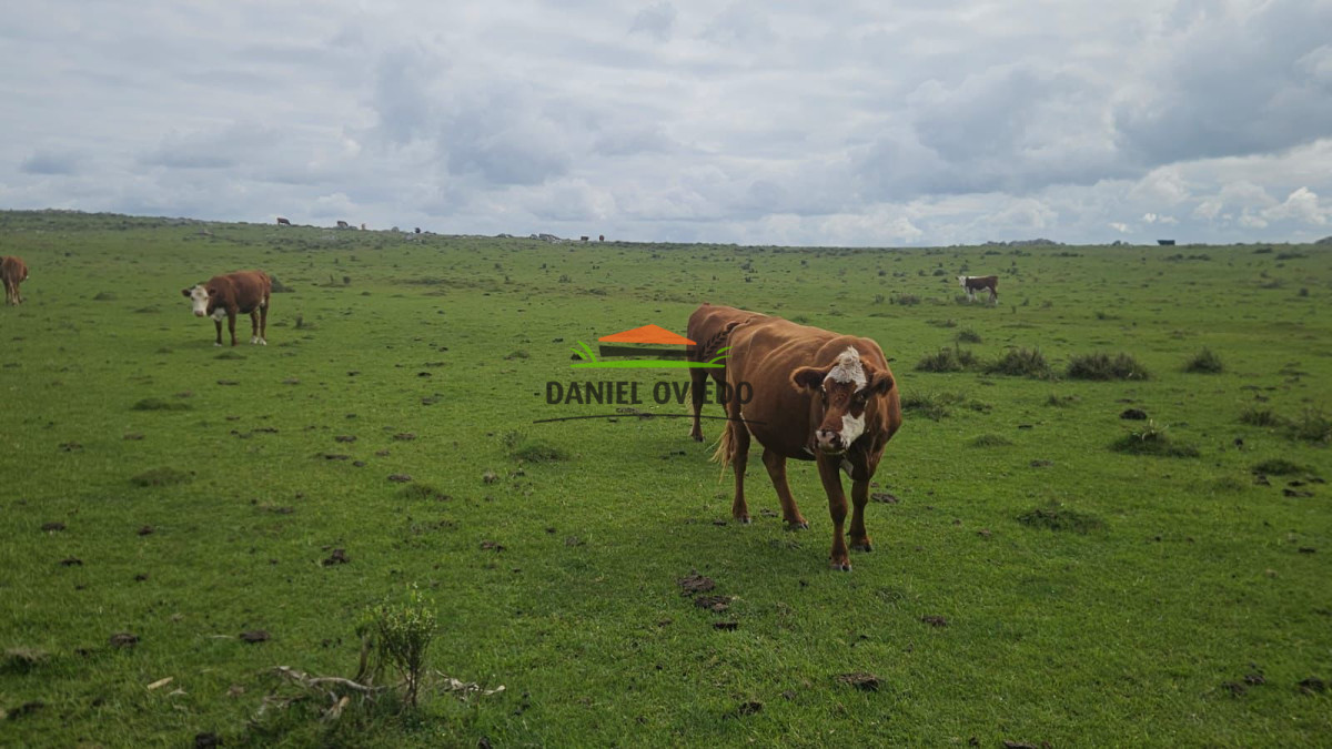 Campo Ref.362/650-has-campo-criador-en-venta-en-Lavalleja. - 650 has campo criador en venta en Lavalleja.