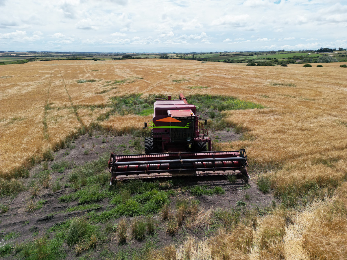 Campo Ref.144 - Campo agrícola - ganadero de 36 hás en venta, Ecilda Paullier