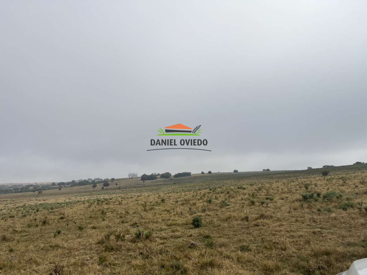 Campo Ref.245/1.350-has-ganaderas-en-arrendamiento-Noreste-de-Cerro-Largo. - 1.350 has ganaderas en arrendamiento Noreste de Cerro Largo.