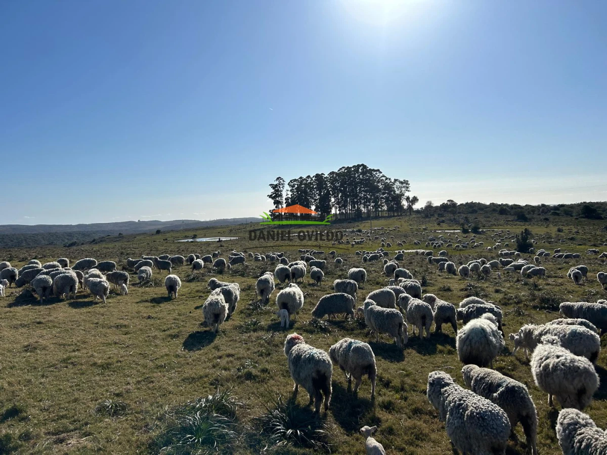 Campo Ref.210/Estancia-ganadera-completa-en-venta-de-2.956-has-en-Cerro-Largo. - Estancia ganadera completa en venta de 2.956 has en Cerro Largo.