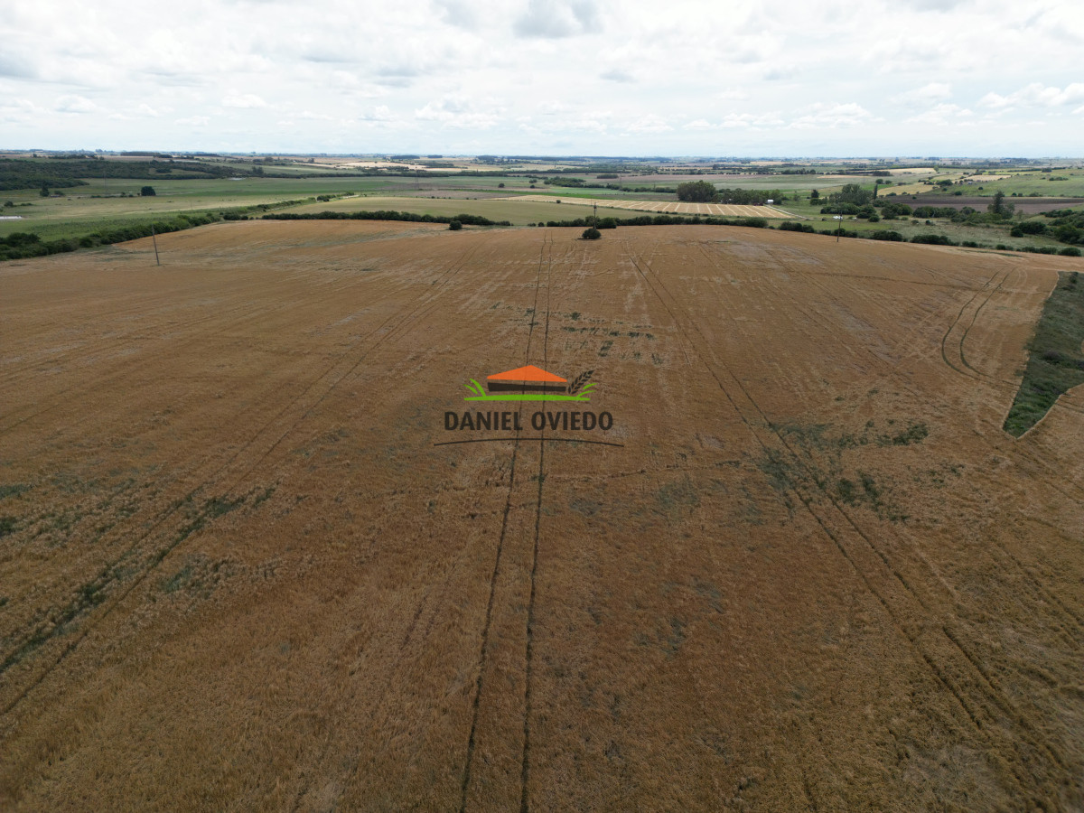 Campo Ref.144 - Campo agrícola - ganadero de 36 hás en venta, Ecilda Paullier