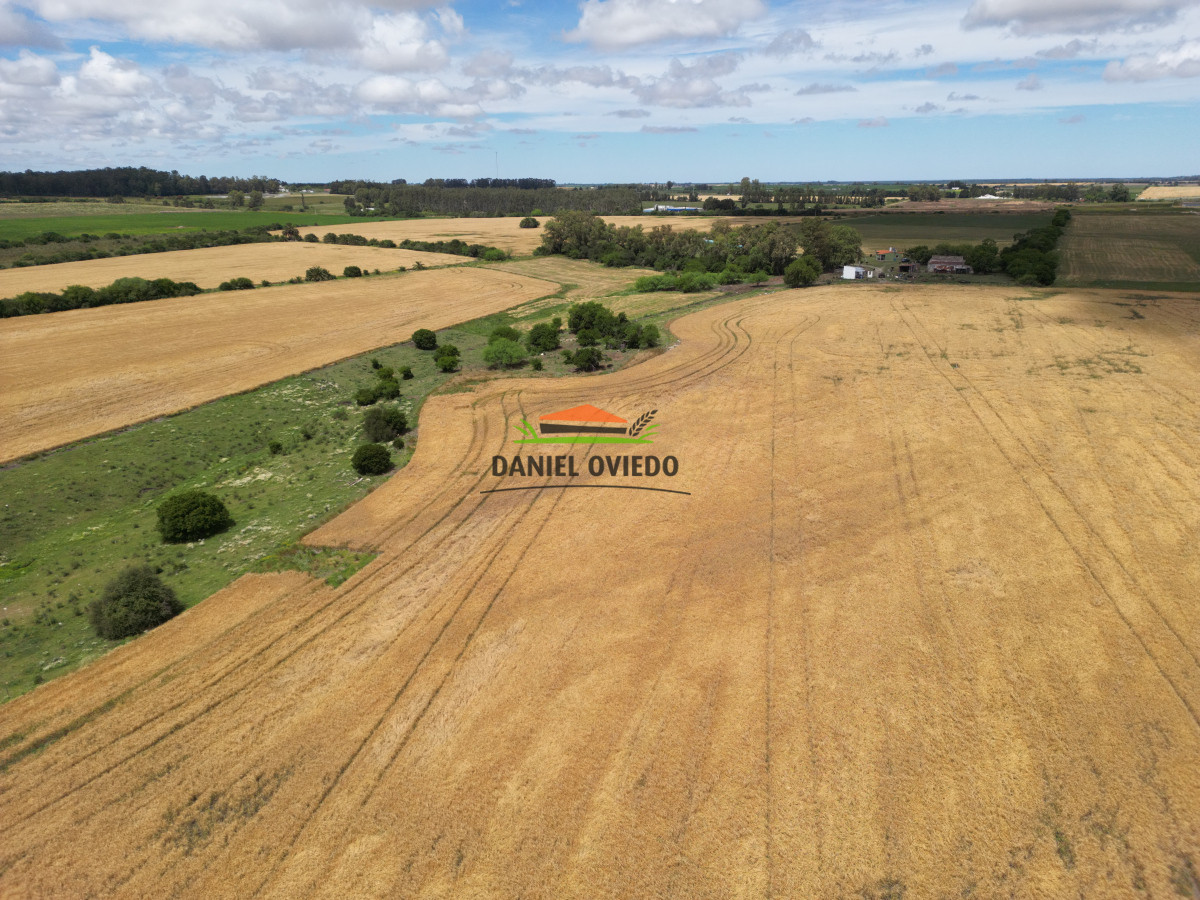 Campo Ref.144 - Campo agrícola - ganadero de 36 hás en venta, Ecilda Paullier