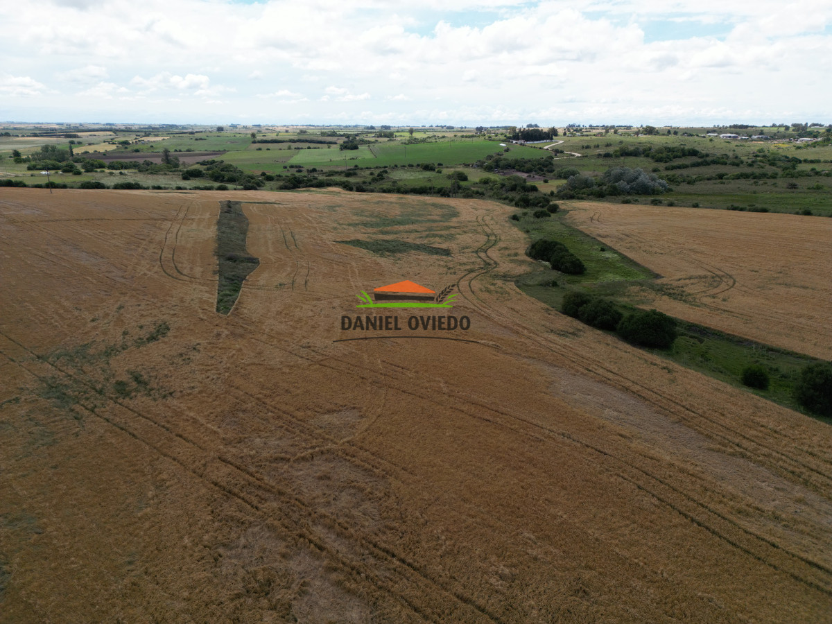 Campo Ref.144 - Campo agrícola - ganadero de 36 hás en venta, Ecilda Paullier