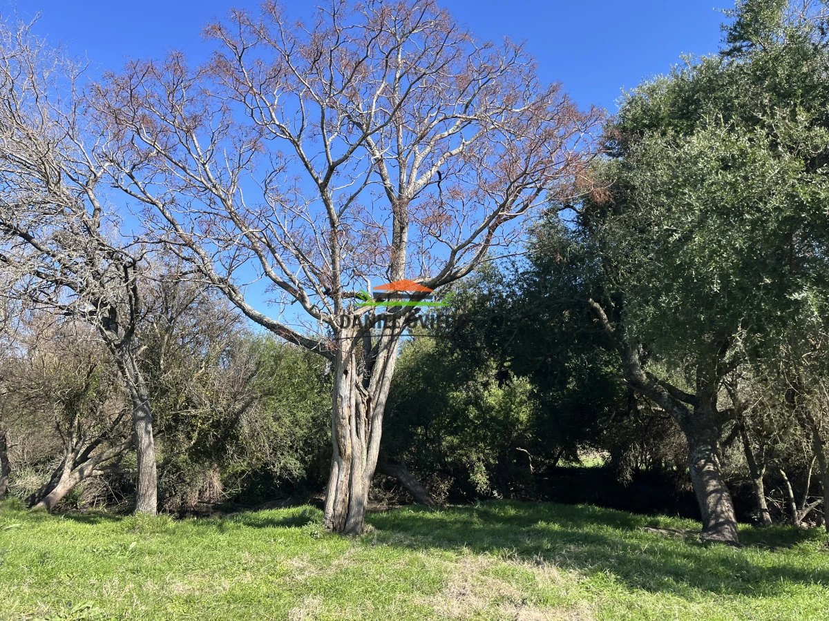 Campo Ref.243/Campo-agrícola-ganadero-en-venta-con-costa-de-arroyo. - Campo agrícola ganadero en venta con costa de arroyo.