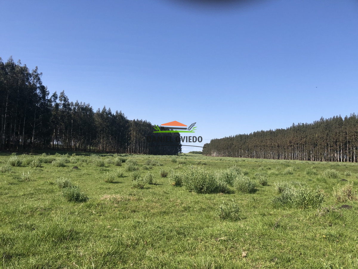 Campo Ref.13 - Campo de 270 hás en venta con alto potencial agrícola, Río Negro.