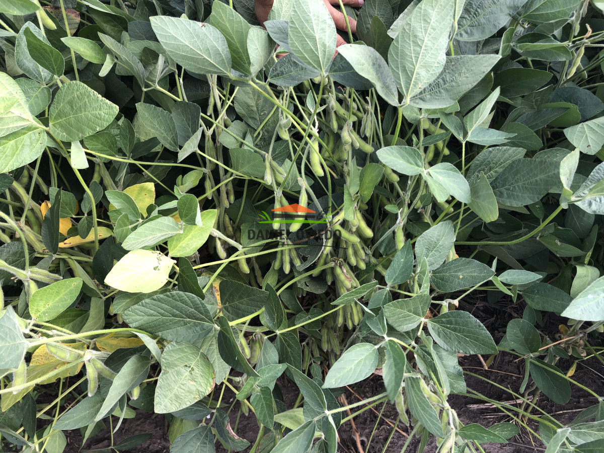 Campo Ref.191/Oportunidad-de-inversi - Oportunidad de inversión, campo agrícola en venta en Lavalleja.