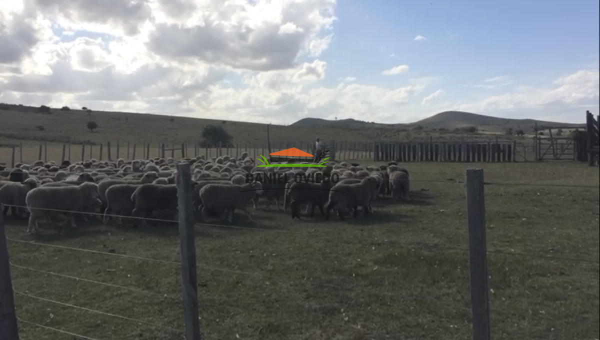 Campo Ref.354/Establecimiento-completo-campo-criador,-ganadero-en-venta-de-302-has. - Establecimiento completo campo criador, ganadero en venta de 302 has.