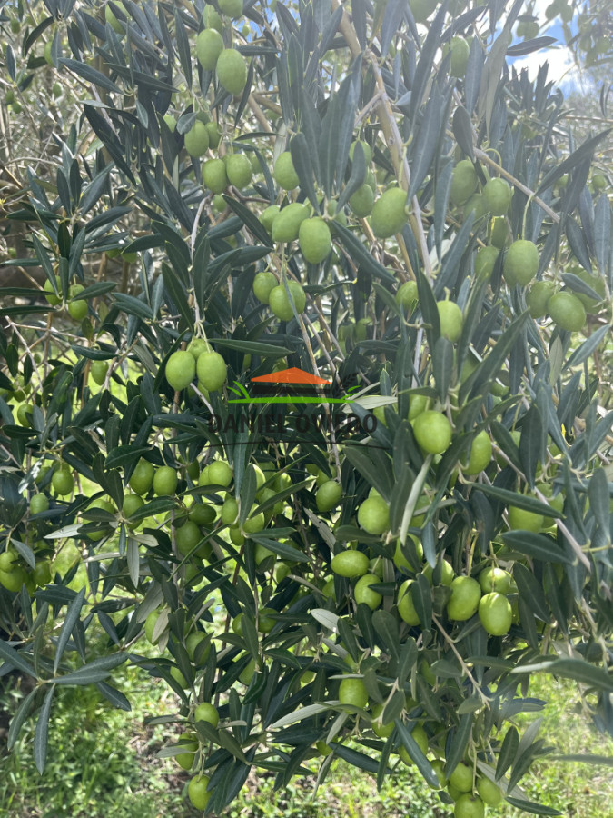 Campo Ref.369/Campo-con-Olivos-de-153-has-en-venta-en-Maldonado. - Campo con Olivos de 153 has en venta en Maldonado.