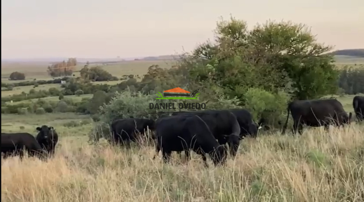 Campo Ref.354/Establecimiento-completo-campo-criador,-ganadero-en-venta-de-302-has. - Establecimiento completo campo criador, ganadero en venta de 302 has.