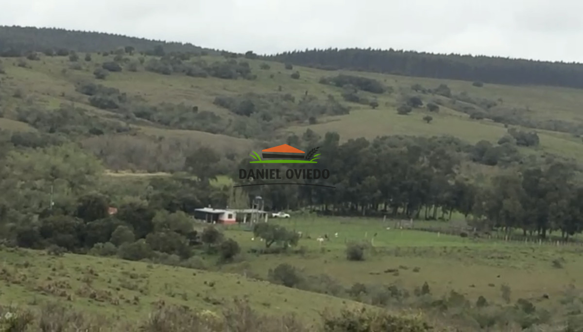 Campo Ref.354/Establecimiento-completo-campo-criador,-ganadero-en-venta-de-302-has. - Establecimiento completo campo criador, ganadero en venta de 302 has.