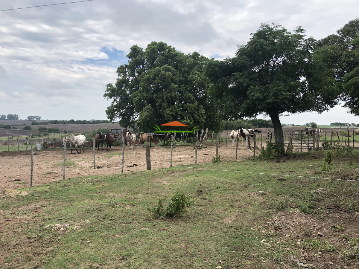 Campo Ref.182 - Campo agrícola en Carmelo. 187.6 hás. Colonia, Uruguay