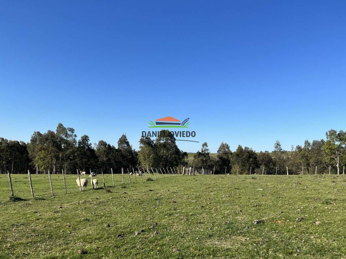 Campo Ref.52 - 374 hás ganaderas forestales en venta con mejoras y costa de arroyo.
