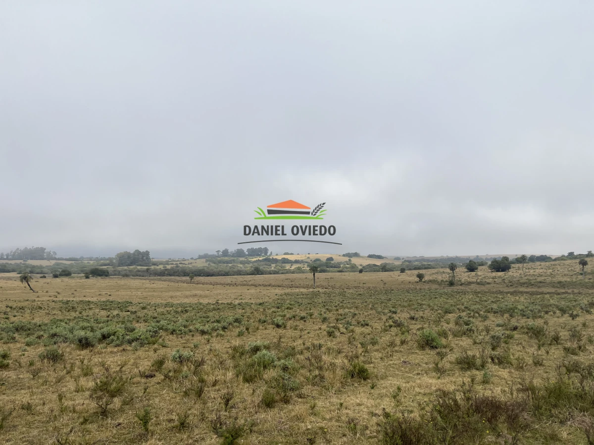 Campo Ref.245/1.350-has-ganaderas-en-arrendamiento-Noreste-de-Cerro-Largo. - 1.350 has ganaderas en arrendamiento Noreste de Cerro Largo.