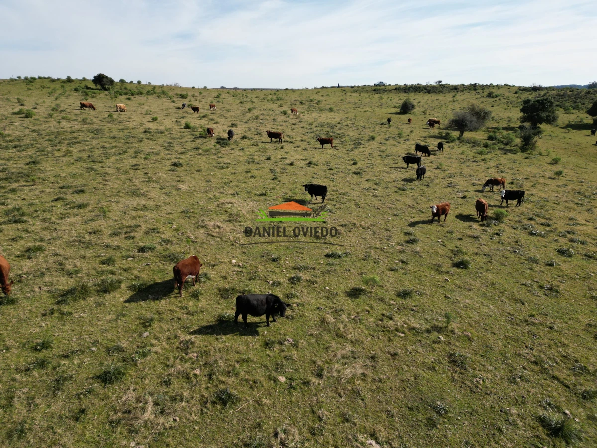 Campo Ref.210/Estancia-ganadera-completa-en-venta-de-2.956-has-en-Cerro-Largo. - Estancia ganadera completa en venta de 2.956 has en Cerro Largo.