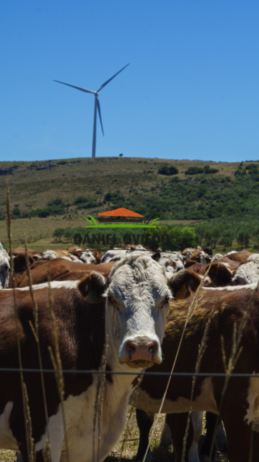 Campo Ref.327/Campo-con-Olivos-de-320-has-en-venta-en-Maldonado. - Campo con Olivos de 320 has en venta en Maldonado.