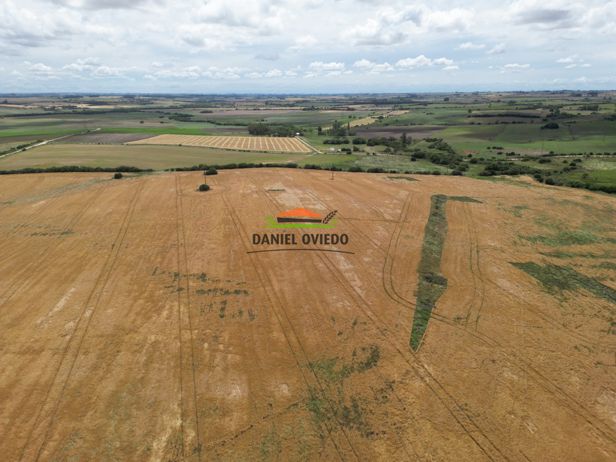 Campo Ref.144 - Campo agrícola - ganadero de 36 hás en venta, Ecilda Paullier