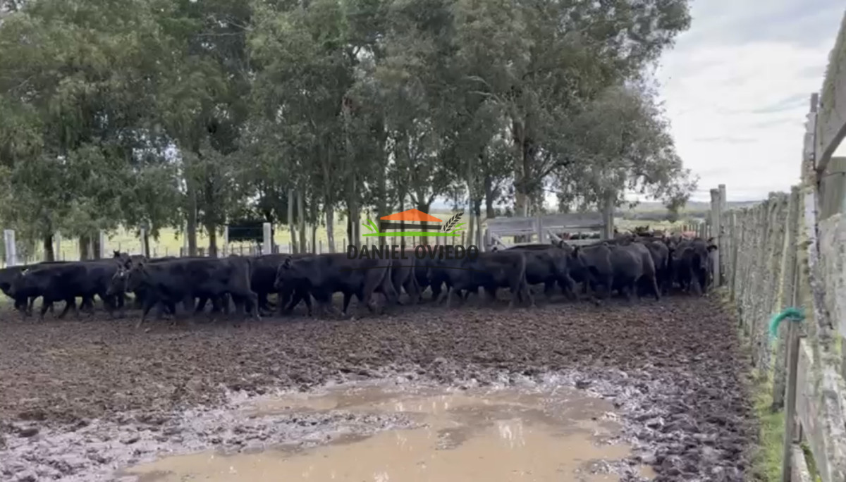 Campo Ref.354/Establecimiento-completo-campo-criador,-ganadero-en-venta-de-302-has. - Establecimiento completo campo criador, ganadero en venta de 302 has.