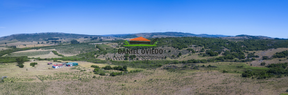 Campo Ref.327/Campo-con-Olivos-de-320-has-en-venta-en-Maldonado. - Campo con Olivos de 320 has en venta en Maldonado.