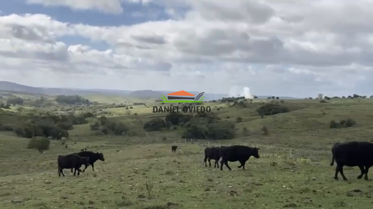 Campo Ref.354/Establecimiento-completo-campo-criador,-ganadero-en-venta-de-302-has. - Establecimiento completo campo criador, ganadero en venta de 302 has.