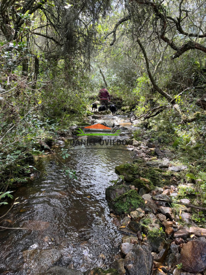 Campo Ref.354/Establecimiento-completo-campo-criador,-ganadero-en-venta-de-302-has. - Establecimiento completo campo criador, ganadero en venta de 302 has.