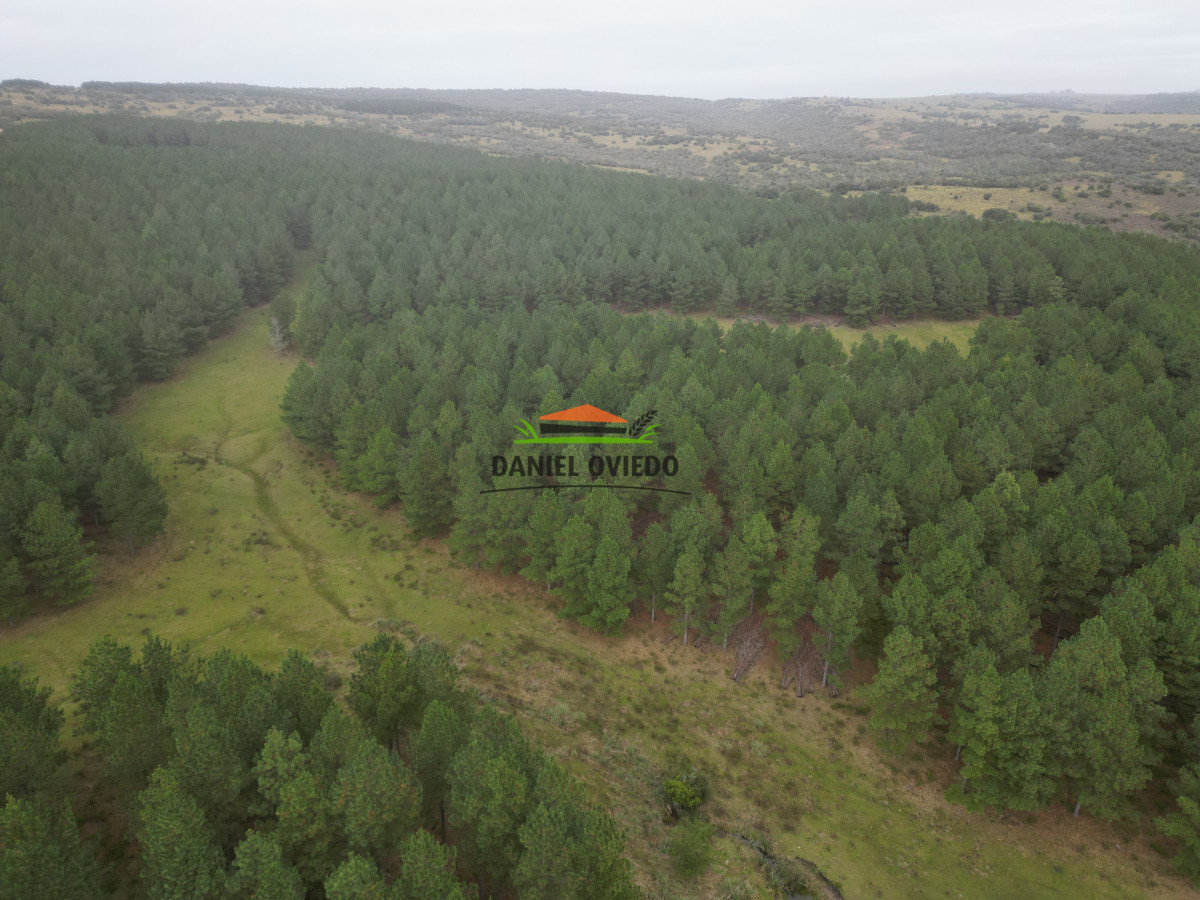 Campo Ref.248/2.362-hás-con-montes-de-Pinos-en-venta-en-Cerro-Largo. - 2.362 hás con montes de Pinos en venta en Cerro Largo.