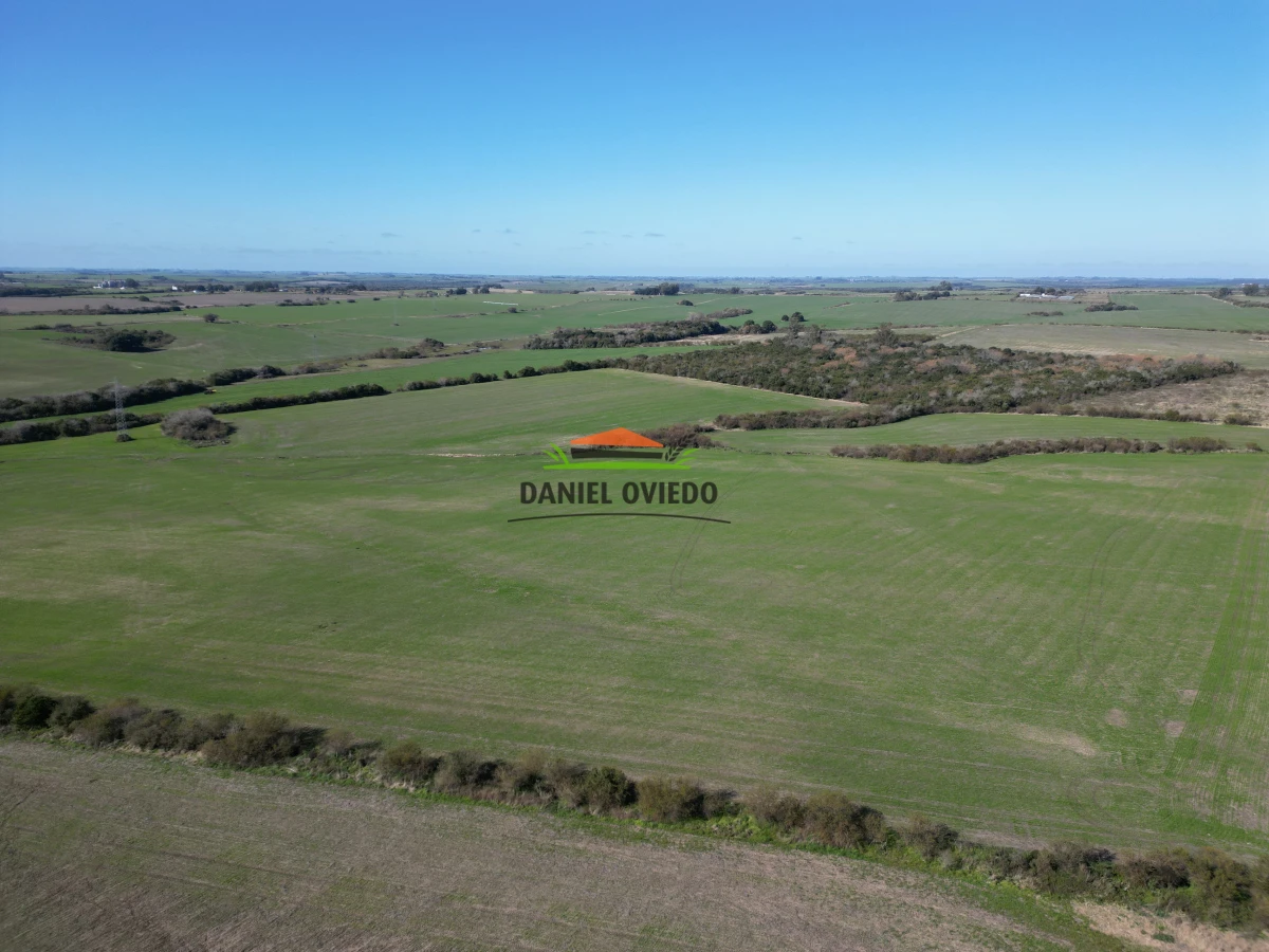 Campo Ref.244/Excelente-campo-agr - Excelente campo agrícola en venta en Víboras, Carmelo.