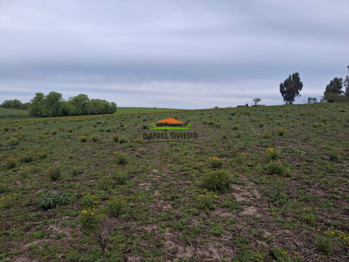 Campo Ref.273/Muy-buen-campo-en-venta-en-Las-Flores-con-renta-asegurada. - Muy buen campo en venta en Las Flores con renta asegurada.