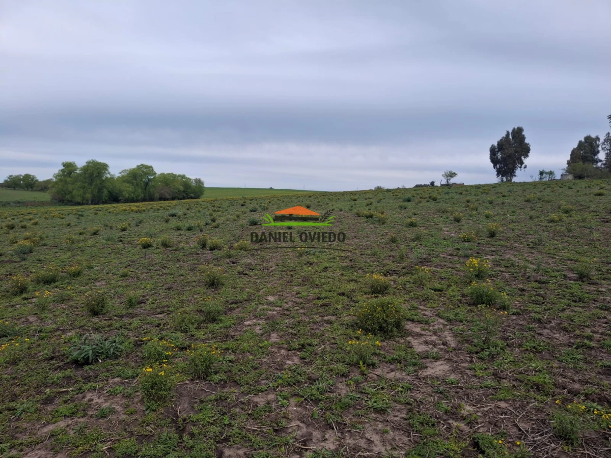 Campo Ref.273/Muy-buen-campo-en-venta-en-Las-Flores-con-renta-asegurada. - Muy buen campo en venta en Las Flores con renta asegurada.