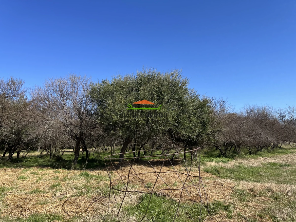 Campo Ref.243/Campo-agrícola-ganadero-en-venta-con-costa-de-arroyo. - Campo agrícola ganadero en venta con costa de arroyo.