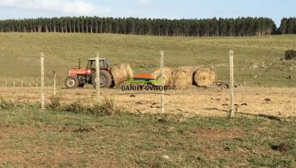 Campo Ref.354/Establecimiento-completo-campo-criador,-ganadero-en-venta-de-302-has. - Establecimiento completo campo criador, ganadero en venta de 302 has.