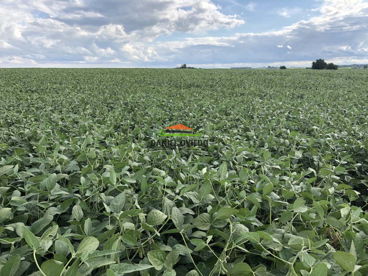 Campo Ref.191/Oportunidad-de-inversi - Oportunidad de inversión, campo agrícola en venta en Lavalleja.