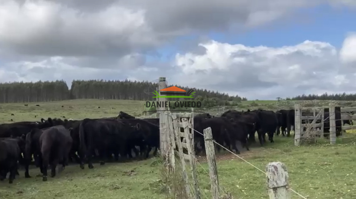 Campo Ref.354/Establecimiento-completo-campo-criador,-ganadero-en-venta-de-302-has. - Establecimiento completo campo criador, ganadero en venta de 302 has.