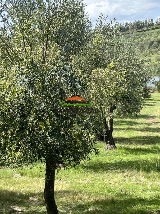 Campo Ref.369/Campo-con-Olivos-de-153-has-en-venta-en-Maldonado. - Campo con Olivos de 153 has en venta en Maldonado.