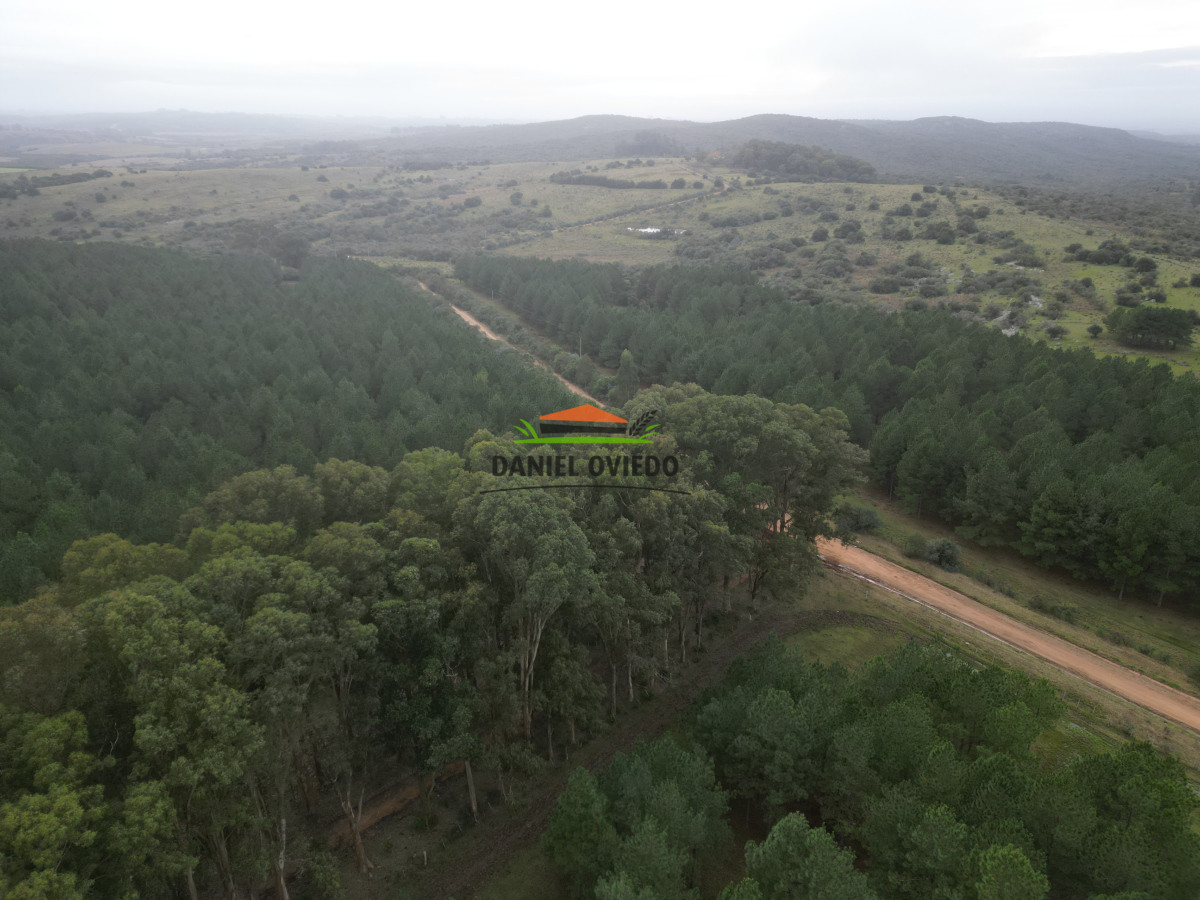 Campo Ref.248/2.362-hás-con-montes-de-Pinos-en-venta-en-Cerro-Largo. - 2.362 hás con montes de Pinos en venta en Cerro Largo.