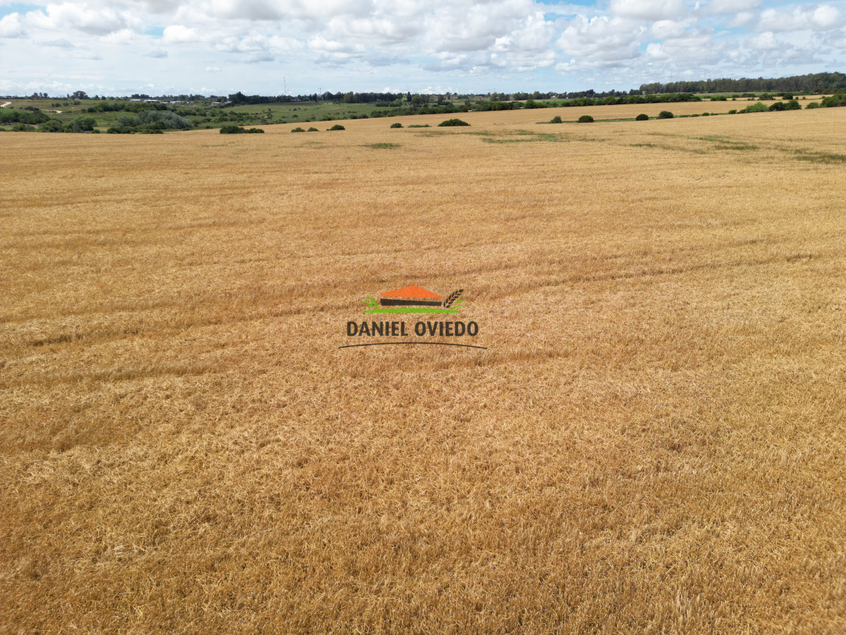 Campo Ref.144 - Campo agrícola - ganadero de 36 hás en venta, Ecilda Paullier