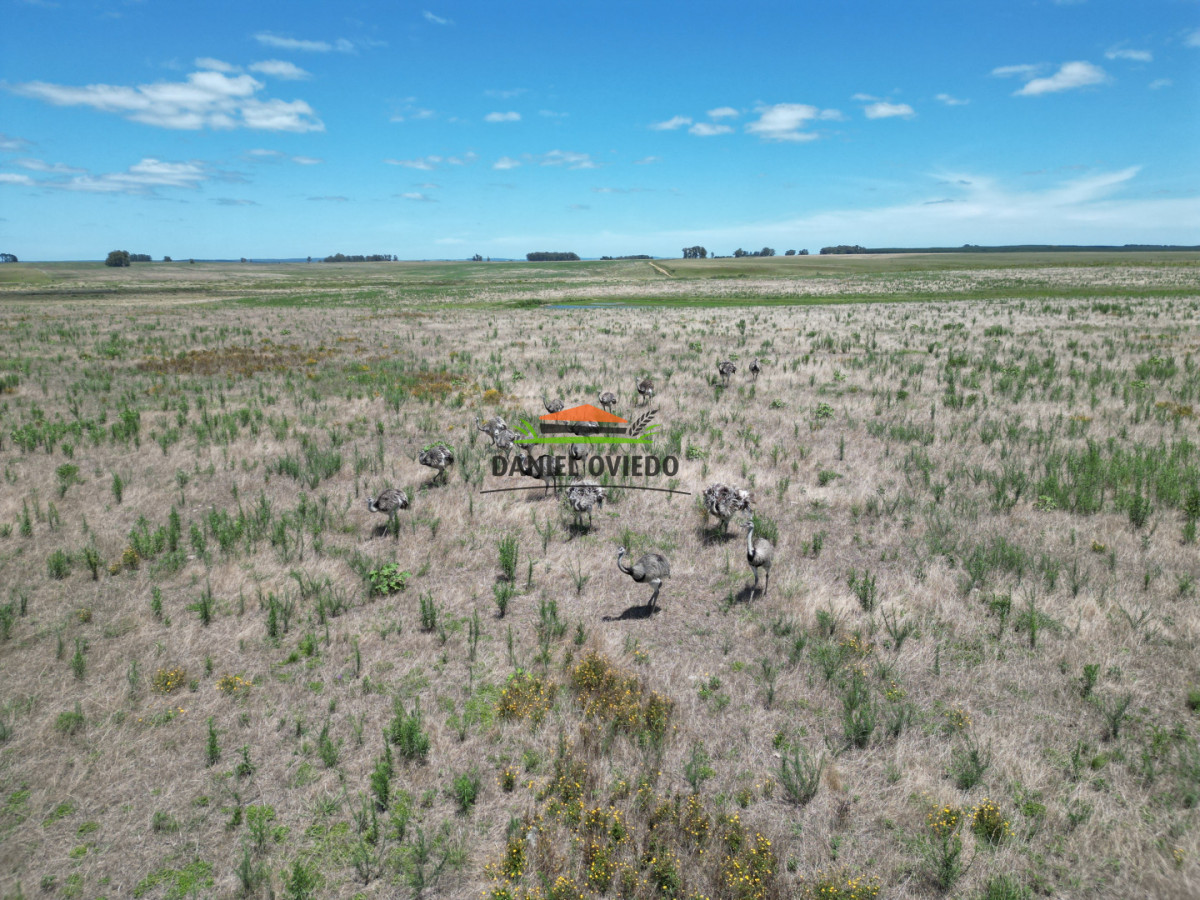 Campo Ref.359/Estancia-de-945-has-en-venta-en-Cerro-Largo. - Estancia de 945 has en venta en Cerro Largo.