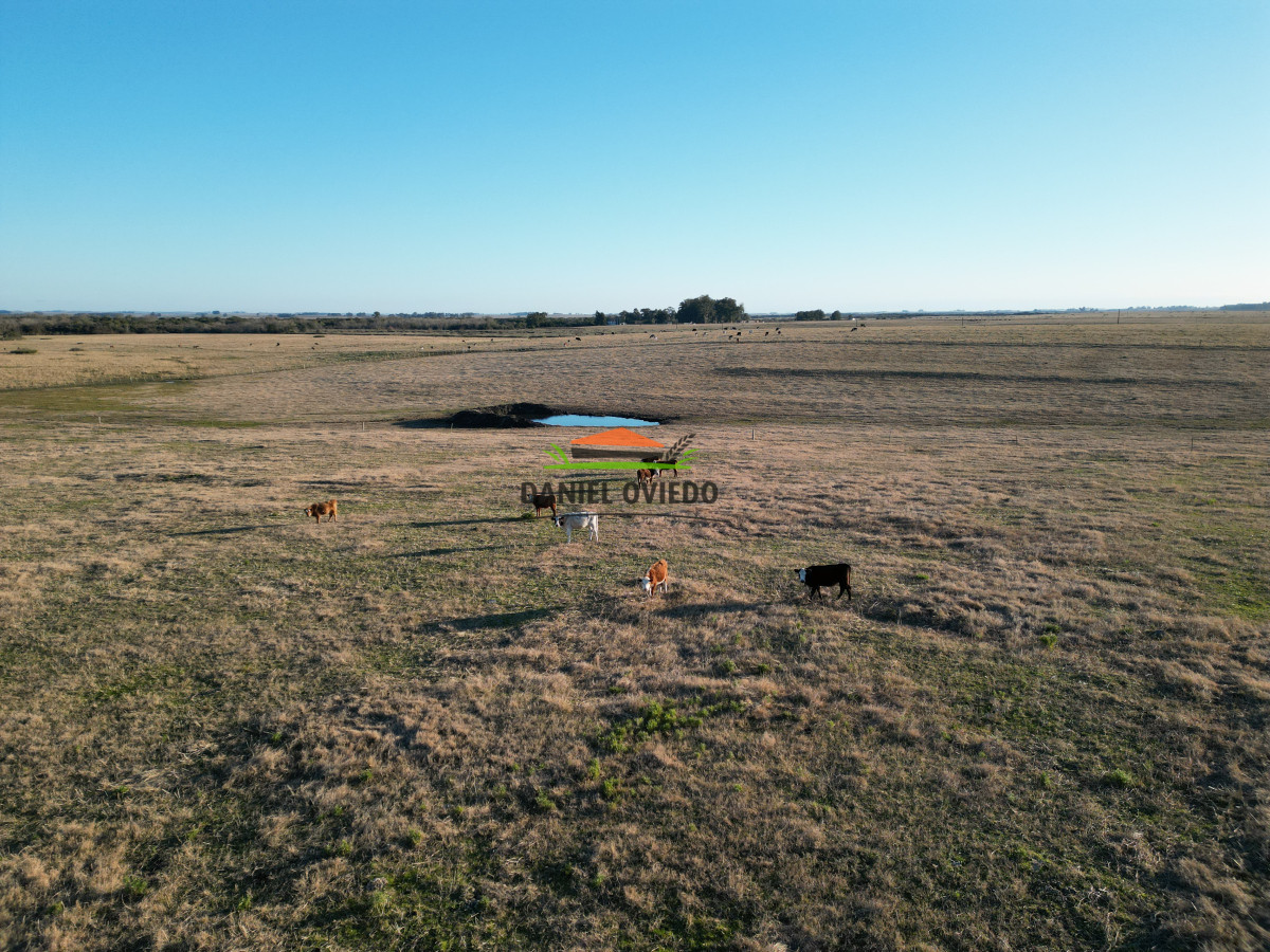 Campo Ref.223/Establecimiento-de-760-hás-en-venta-en-Cerro-Largo. - Establecimiento de 760 hás en venta en Cerro Largo.