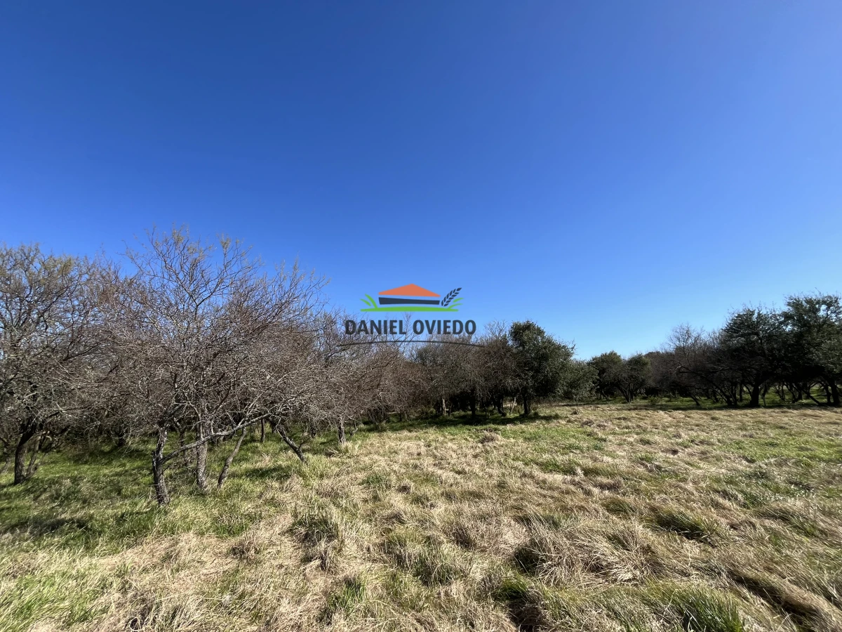 Campo Ref.243/Campo-agrícola-ganadero-en-venta-con-costa-de-arroyo. - Campo agrícola ganadero en venta con costa de arroyo.